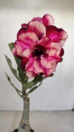 ENXERTO 12119  – 20cm (cor LM 491) - Imagem 3