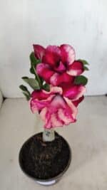 ENXERTO 12119  – 20cm (cor LM 491) - Imagem 4