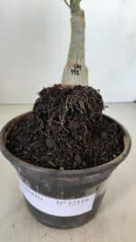 ENXERTO 12119  – 20cm (cor LM 491) - Imagem 7