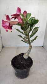 ENXERTO 12119  – 20cm (cor LM 491) - Imagem 6