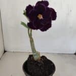 ENXERTO 12120  – 20cm (cor LM 232)