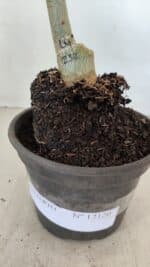 ENXERTO 12120  – 20cm (cor LM 232) - Imagem 7