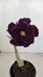 ENXERTO 12120  – 20cm (cor LM 232) - Imagem 3