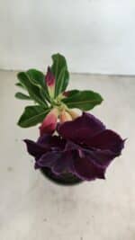 ENXERTO 12120  – 20cm (cor LM 232) - Imagem 4