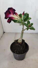 ENXERTO 12120  – 20cm (cor LM 232) - Imagem 6