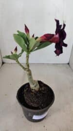 ENXERTO 12120  – 20cm (cor LM 232) - Imagem 5