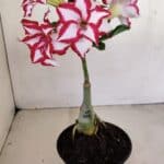 ENXERTO 12121  – 22cm (cor LM 797) Id: FERRARI