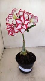 ENXERTO 12121  – 22cm (cor LM 797) Id: FERRARI