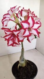 ENXERTO 12121  – 22cm (cor LM 797) Id: FERRARI - Imagem 3