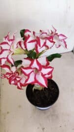 ENXERTO 12121  – 22cm (cor LM 797) Id: FERRARI - Imagem 4