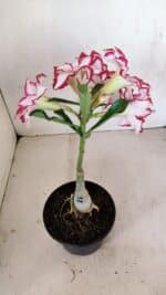 ENXERTO 12121  – 22cm (cor LM 797) Id: FERRARI - Imagem 5