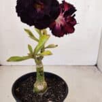 ENXERTO 12122  – 20cm (cor LM 425)