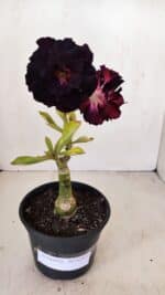 ENXERTO 12122  – 20cm (cor LM 425)