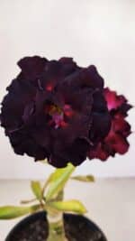 ENXERTO 12122  – 20cm (cor LM 425) - Imagem 3