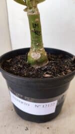 ENXERTO 12122  – 20cm (cor LM 425) - Imagem 8