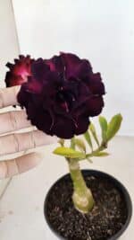 ENXERTO 12122  – 20cm (cor LM 425) - Imagem 4