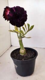 ENXERTO 12122  – 20cm (cor LM 425) - Imagem 7