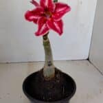 ENXERTO 12123  – 20cm (cor LM 887)