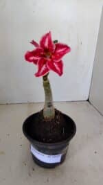 ENXERTO 12123  – 20cm (cor LM 887)