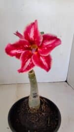 ENXERTO 12123  – 20cm (cor LM 887) - Imagem 3