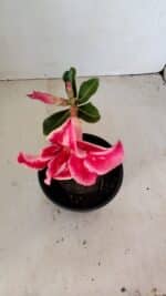 ENXERTO 12123  – 20cm (cor LM 887) - Imagem 4