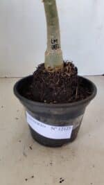 ENXERTO 12123  – 20cm (cor LM 887) - Imagem 6