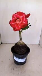 ENXERTO 12124  – 20cm (cor LM 913) - Imagem 2