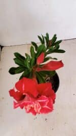 ENXERTO 12124  – 20cm (cor LM 913) - Imagem 5