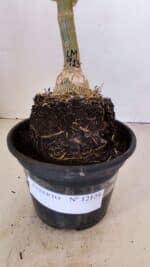 ENXERTO 12124  – 20cm (cor LM 913) - Imagem 8