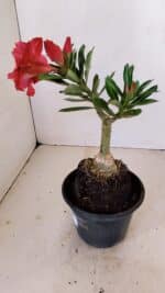 ENXERTO 12124  – 20cm (cor LM 913) - Imagem 7