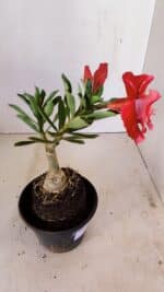 ENXERTO 12124  – 20cm (cor LM 913) - Imagem 6