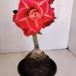 ENXERTO 12124  – 20cm (cor LM 913)