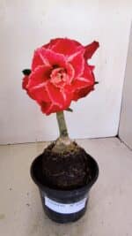 ENXERTO 12124  – 20cm (cor LM 913)