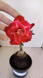 ENXERTO 12124  – 20cm (cor LM 913) - Imagem 3