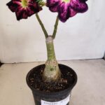 ENXERTO 12125  – 25cm (cor LM 854)