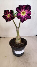 ENXERTO 12125  – 25cm (cor LM 854)