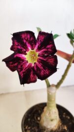 ENXERTO 12125  – 25cm (cor LM 854) - Imagem 3