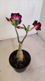 ENXERTO 12125  – 25cm (cor LM 854) - Imagem 6