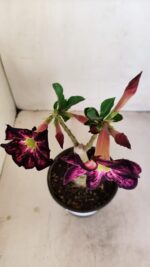 ENXERTO 12125  – 25cm (cor LM 854) - Imagem 5