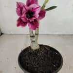 ENXERTO 12126  – 20cm (cor LM 1007)