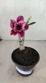 ENXERTO 12126  – 20cm (cor LM 1007)