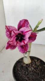 ENXERTO 12126  – 20cm (cor LM 1007) - Imagem 3