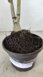 ENXERTO 12126  – 20cm (cor LM 1007) - Imagem 9