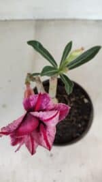 ENXERTO 12126  – 20cm (cor LM 1007) - Imagem 5