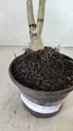 ENXERTO 12126  – 20cm (cor LM 1007) - Imagem 8