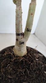 ENXERTO 12126  – 20cm (cor LM 1007) - Imagem 6