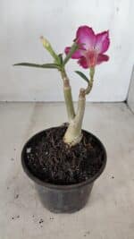 ENXERTO 12126  – 20cm (cor LM 1007) - Imagem 4