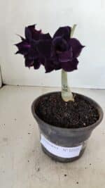 ENXERTO 12127  – 20cm (cor LM 442) - Imagem 2