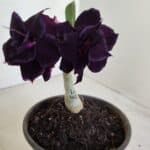 ENXERTO 12127  – 20cm (cor LM 442)