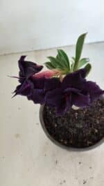 ENXERTO 12127  – 20cm (cor LM 442) - Imagem 4